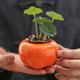 柿子水培缸绿萝水培容器创意花瓶插花瓶子桌面水养植物器皿花盆