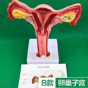 人体模器模型女性生殖系统阴道卵巢解剖教学模具放大子宫病理变.