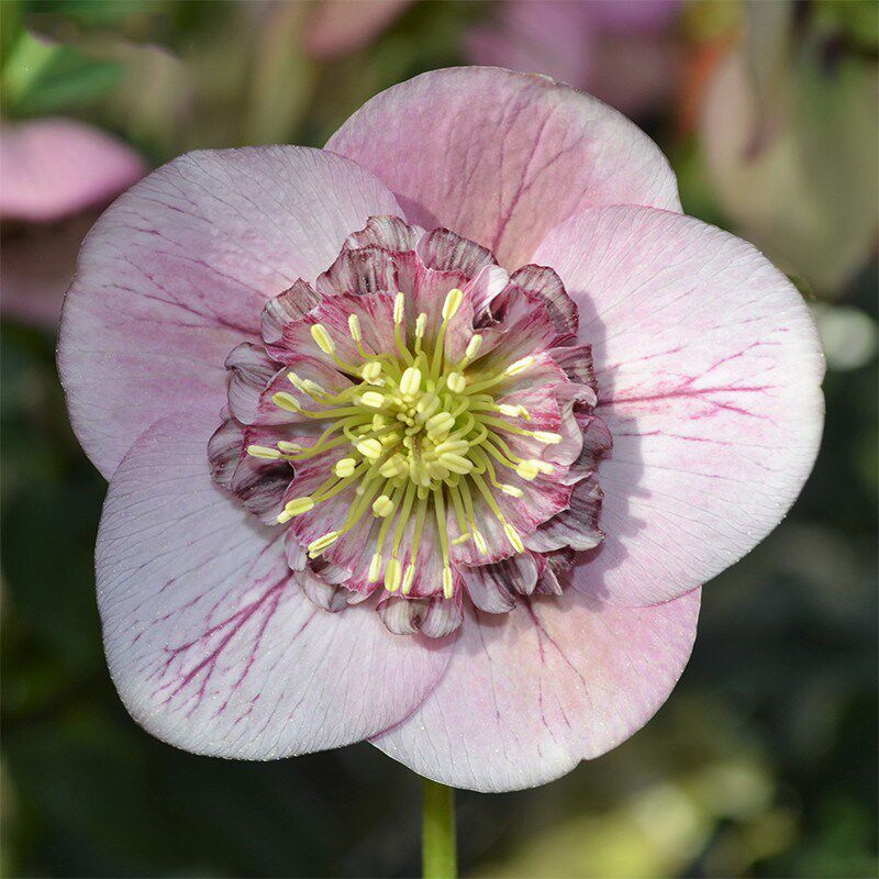 海蒂的花园铁筷子盆栽银莲花型圣诞玫瑰耐寒冬天开花北方花卉苗