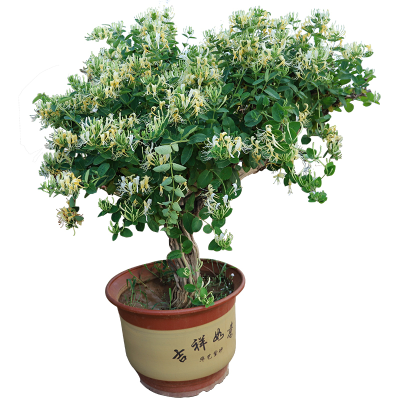 金银花盆栽苗树苗四季常青花卉爬藤植物盆景树桩老苗室内阳台好养