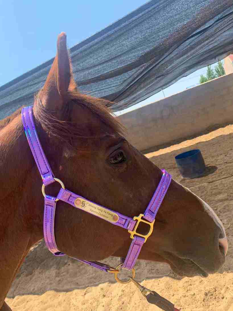 高档牛皮马嚼子全套用品马具水勒