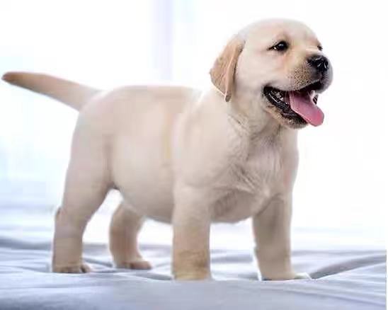 纯种拉布拉多幼犬导盲犬神犬小七活体金毛幼犬聪明高智商宠物狗狗