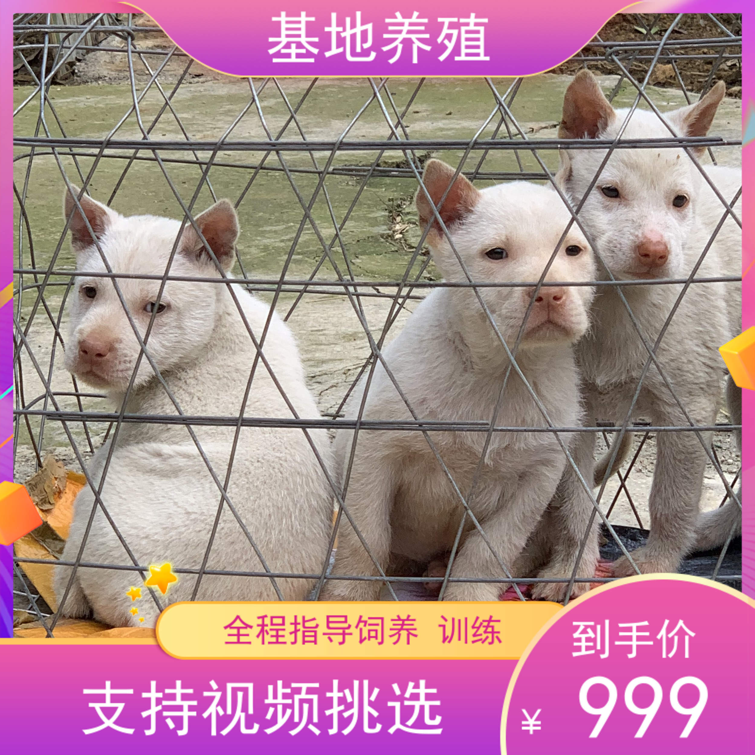下司犬