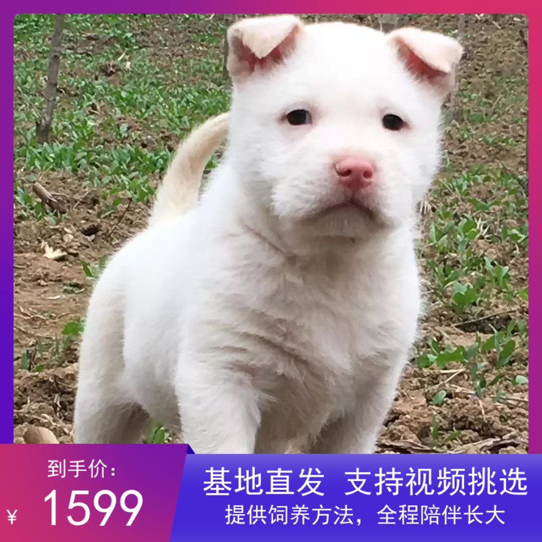 莱州红犬三个月,莱州红犬图片纯种 - 伤感说说吧