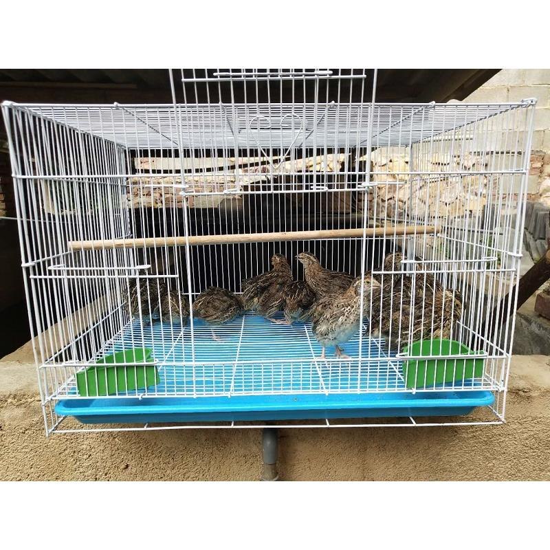 鹌鹑笼子鸟笼养殖家用下蛋鸟笼