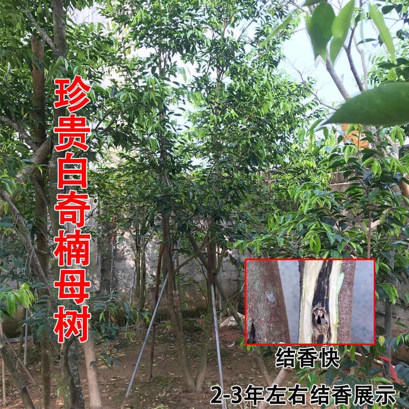 k奇香沉楠树苗盆宗越奇楠小苗沉香树h苗名贵树苗绿化树苗正栽p