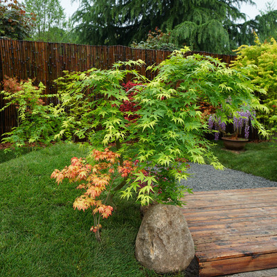 日本枫树流泉枫树盆栽日式花园植物阳台日本红枫鸡爪槭苗花园植物