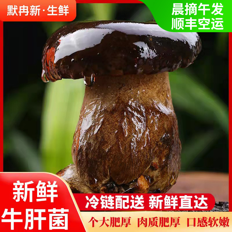 【现货】新鲜黑牛肝菌500g云南当