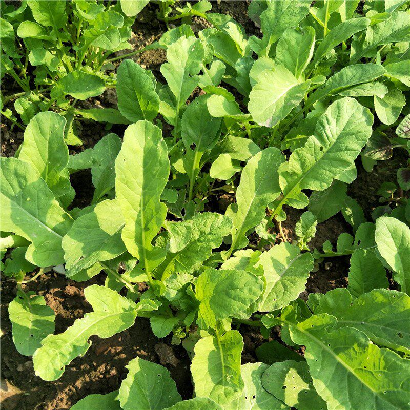 小白萝卜新鲜包邮_农家新鲜萝卜菜叶子白萝卜缨子小萝卜梗五行汤原料