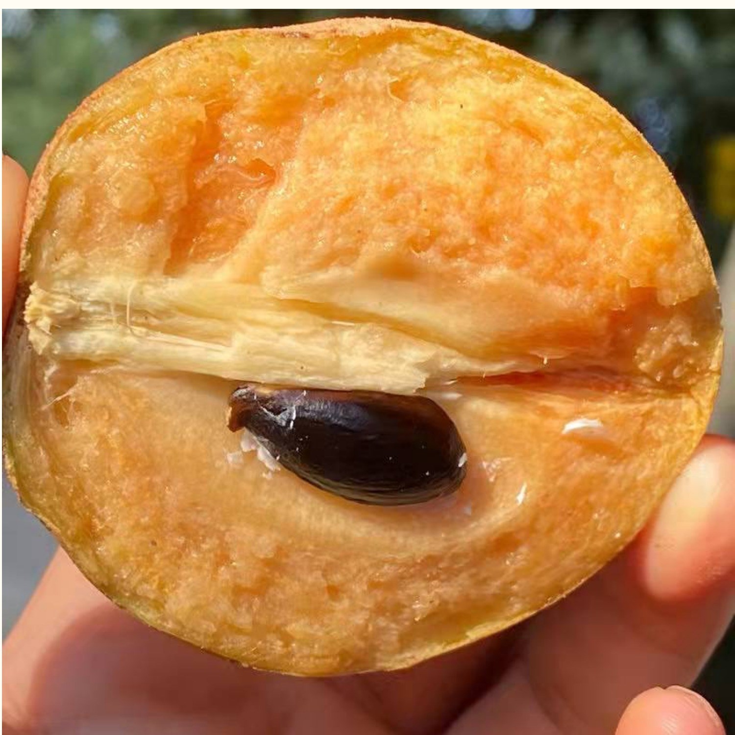 新鲜整箱当季广东人心果包邮人参果