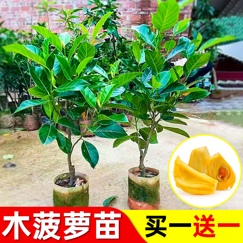 嫁接木菠萝树苗带土带叶榴莲蜜木菠萝