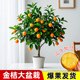 脆皮金桔带叶发货盆栽树苗四季果树可食用橘子苗脆皮金橘脆蜜金桔