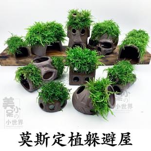 小鱼躲避屋繁殖罐虾屋虾窝鱼缸净化水质的水草微景观造景布景草