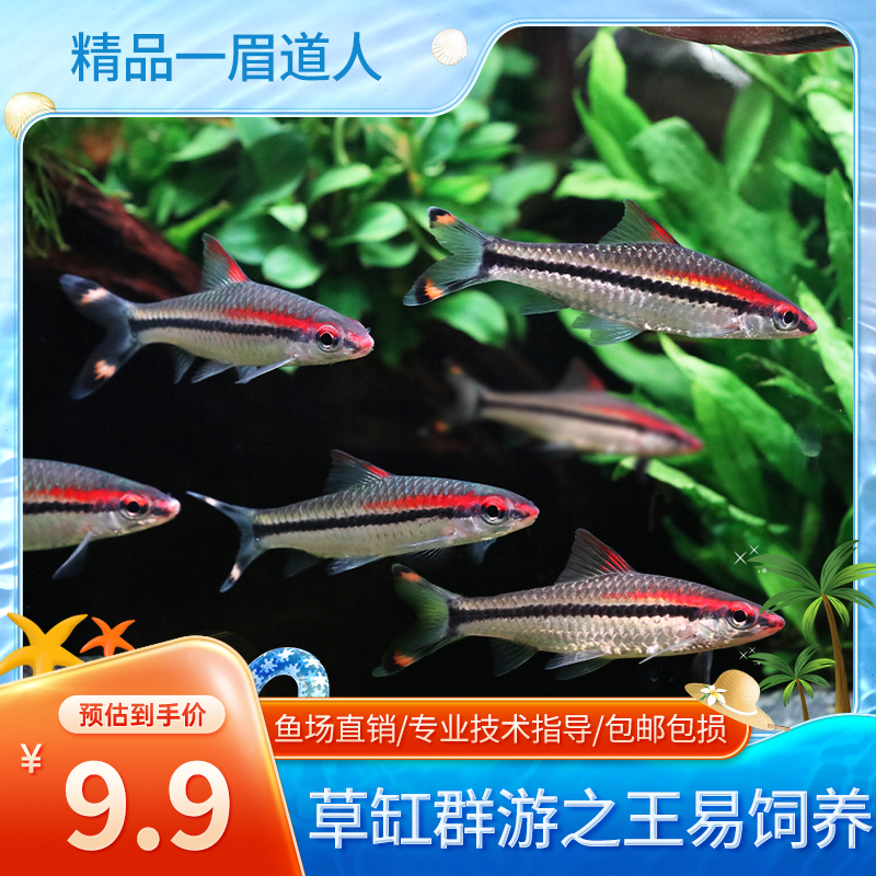 精品红眉一眉道人热带观赏鱼小型草群游草缸可混养易喂食宠物鱼