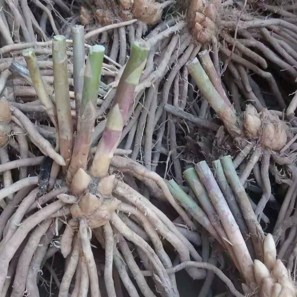 芦笋苗带根芦笋苗根蔬菜苗四季种植芦