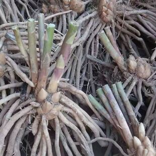 芦笋苗带根芦笋苗根蔬菜苗四季种植芦笋种苗阳台盆栽绿植芦笋根苗