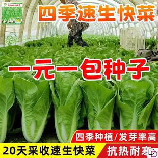 四季快菜种子高产20天速生奶油小白菜蔬菜种籽耐热耐高温杂交种子