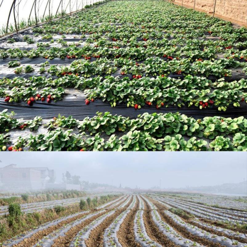 农资白色地膜农膜保温保湿农用膜吹塑膜白地膜包裹膜果园蔬菜地