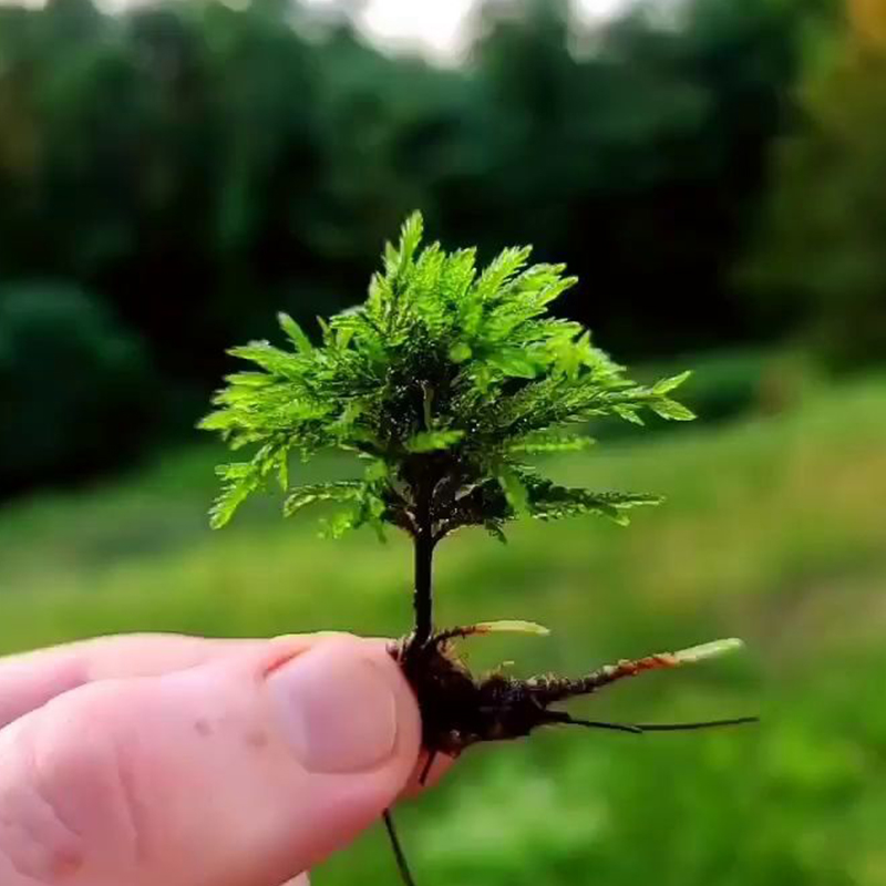 万年藓鱼缸造景水草植物雨林缸活体新