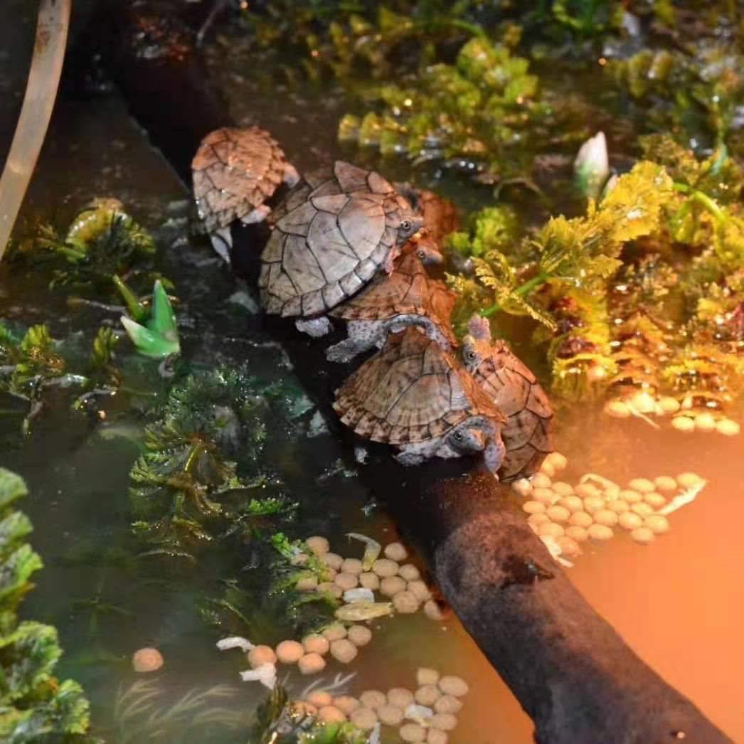 可孵化剃刀龟蛋深水龟包全品小乌龟观赏龟