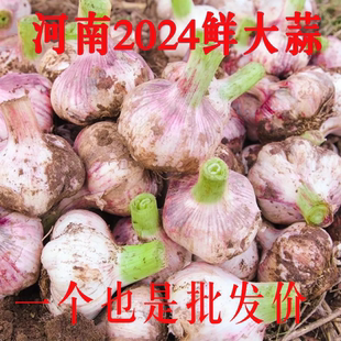 河南大蒜2024新鲜紫白皮大蒜头红皮多瓣蒜批发湿蒜嫩蒜腌蒜糖醋蒜