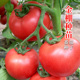 金棚一号/飞跃大粉番茄种子抗病高产西红柿种籽孑越冬四季蔬菜子