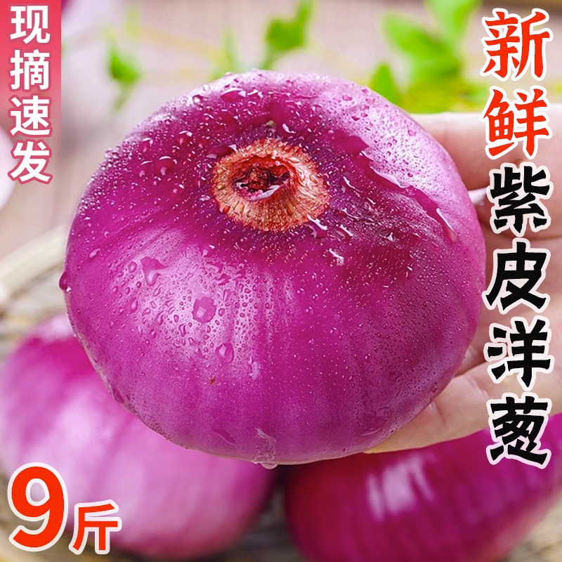 云南紫皮小洋葱10斤圆葱新鲜蔬菜农