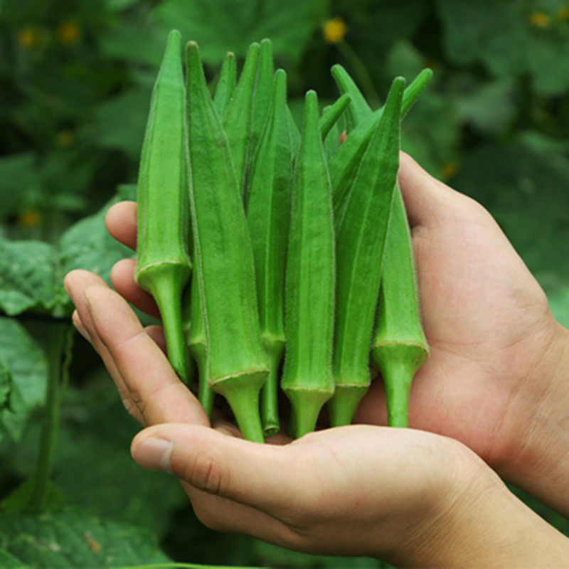 黄秋葵秧苗高产水果秋葵四季阳台盆栽红秋葵种苗蔬菜苗秧幼苗带土