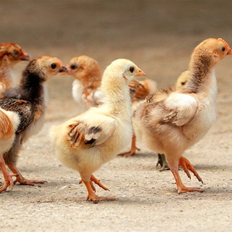 新鸡的食糟农村养殖户户外塑料饲料桶适用n用具小鸭鸡笼雏鸡防撒