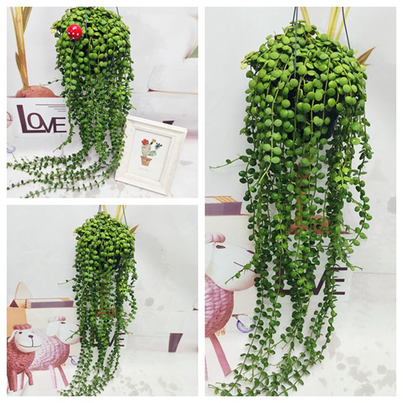 室内吊兰佛多植盆栽好阳台养风吊珠珠肉绿垂的佛爆盆泰国植物不动