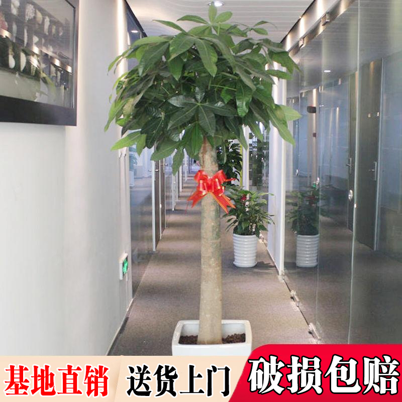 发财树盆栽室内客厅大型植物开业送礼办公室前台招财绿植净化空气