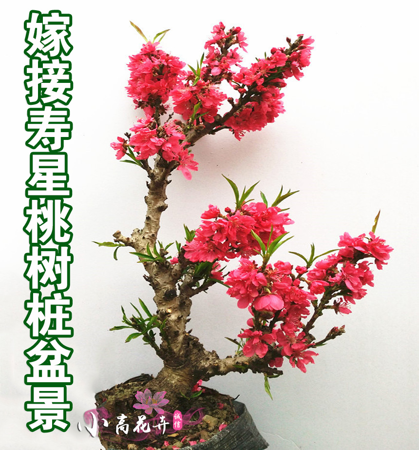 寿星桃盆栽嫁接树桩盆景阳台花卉庭院树苗桃花树当年开花耐寒植物在类目 鲜花速递/花卉仿真/绿植园艺, 花卉/绿植盆栽(新), 花卉中 - 来自Buy2taobao.com提供专业的淘宝代购服务