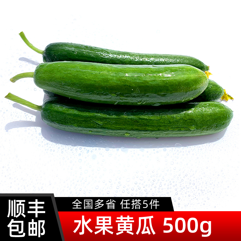 水果黄瓜500g 新鲜蔬菜沙拉食材现采现摘荷兰黄瓜短小黄瓜5件包邮