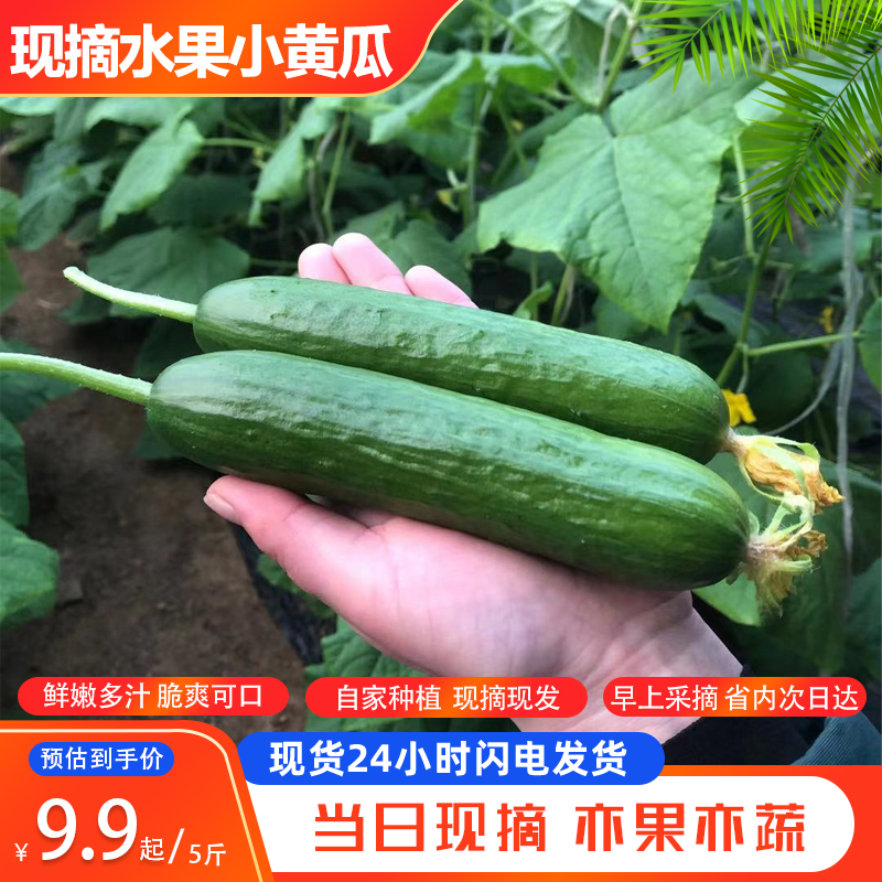 山东水果黄瓜生吃脆新鲜青瓜荷兰当季