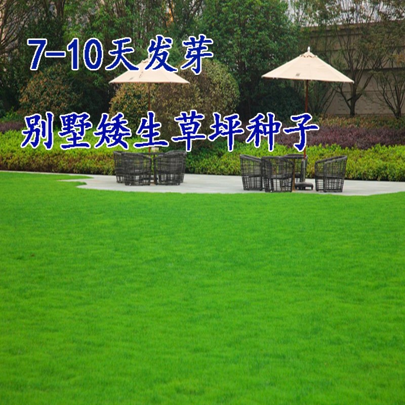 台湾2号草坪种子细叶结缕草种子矮生四季青草籽优质草种籽草子