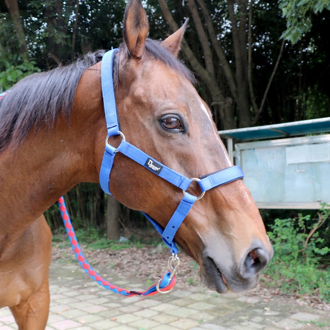 马笼头嚼子缰绳全套图片