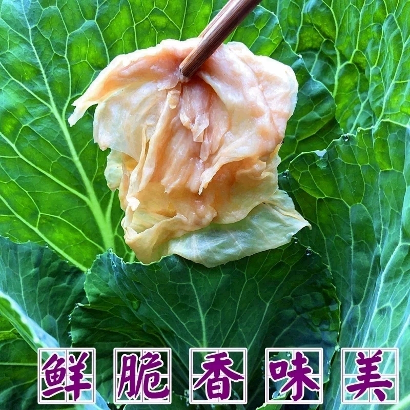 正宗四川泸州农家老坛原味盐白菜腌白菜  鲜香味美 比辣白菜更脆