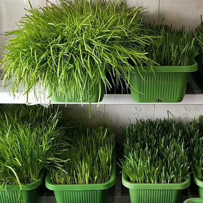 南宫特产黄韭盆景韭菜根盆栽苗室内阳台庭院无公害有机蔬菜农产品