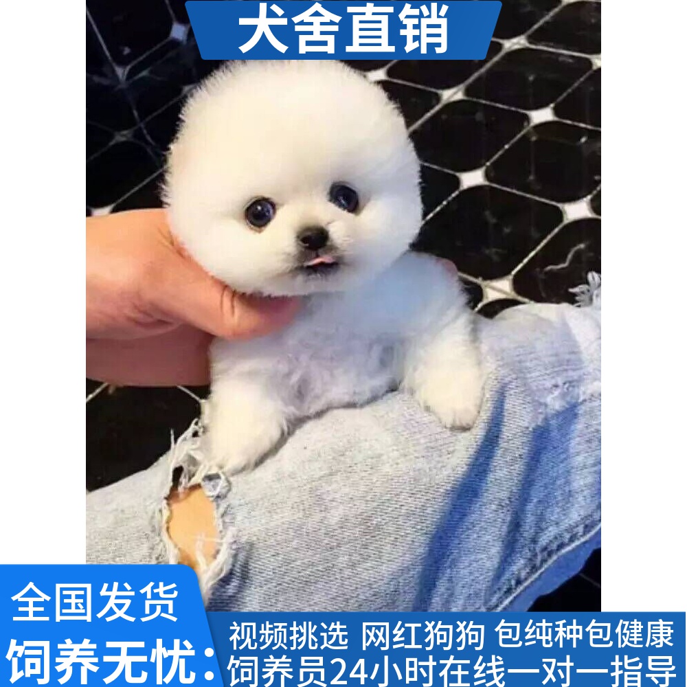 纯种博美幼犬活体俊介犬博美犬茶杯犬袖珍小型犬长不