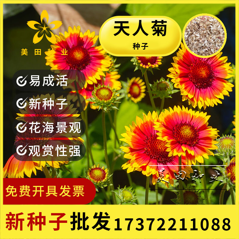 菊宿根虎皮菊种子庭院绿化花海已售0￥8折后价￥8天猫新品天人菊种子