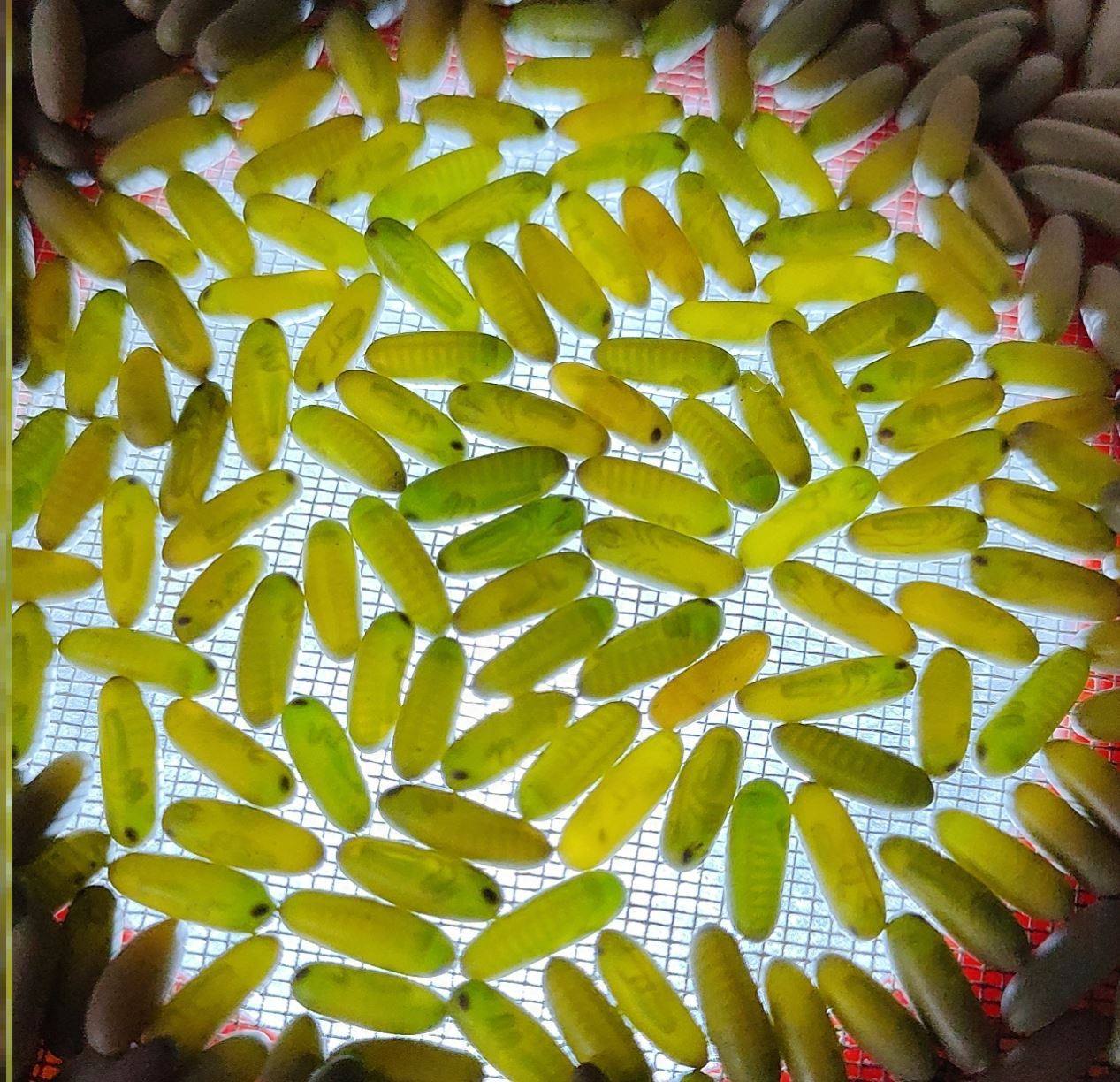 一折蝈蝈萌动卵_蝈蝈卵籽超大萌动竹蛉卵随时可孵化成熟形成蜕皮饲养