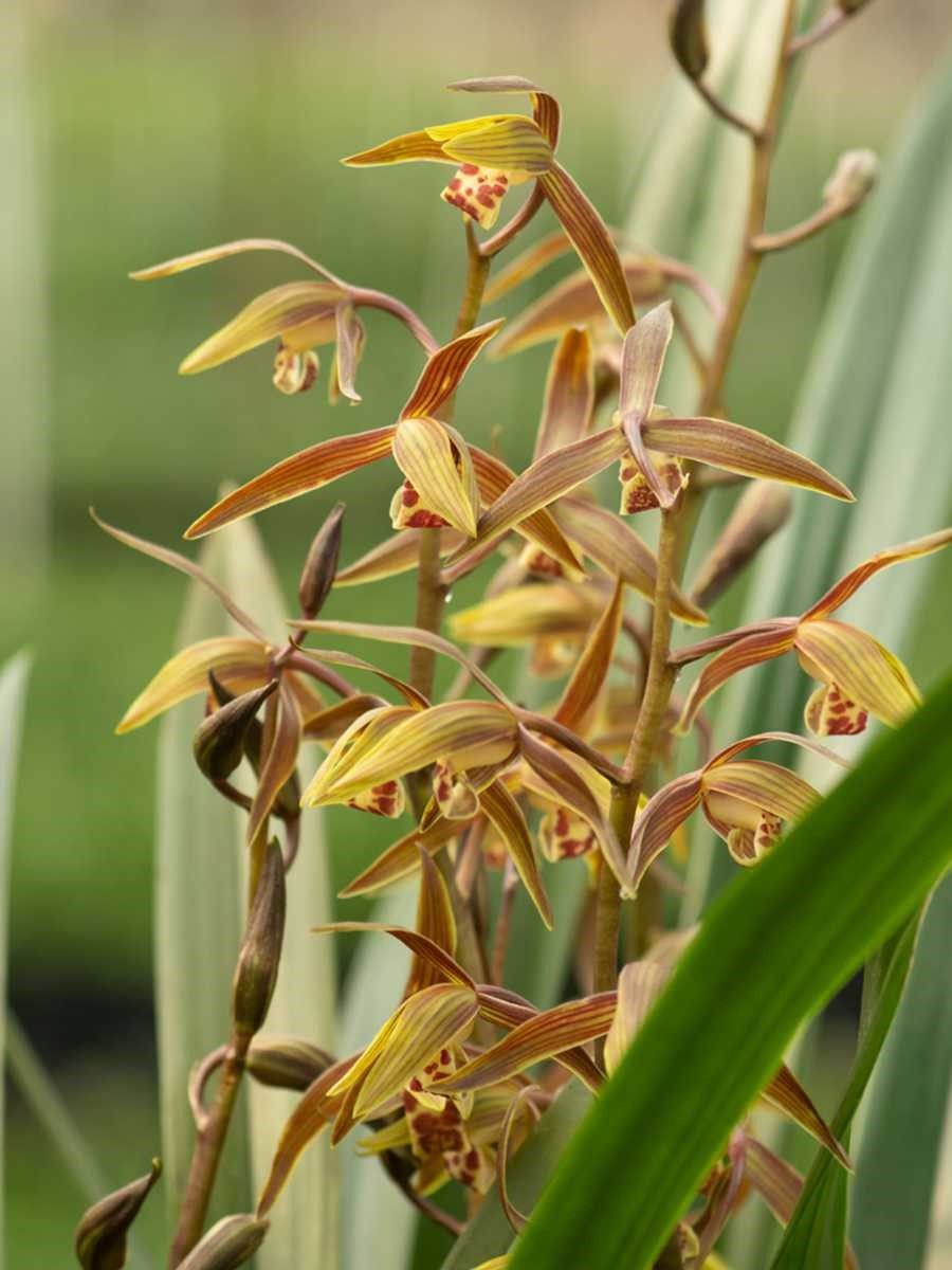 兰花苗带花苞墨兰企黑大型浓香型花卉室内植物好养活四季绿植盆栽