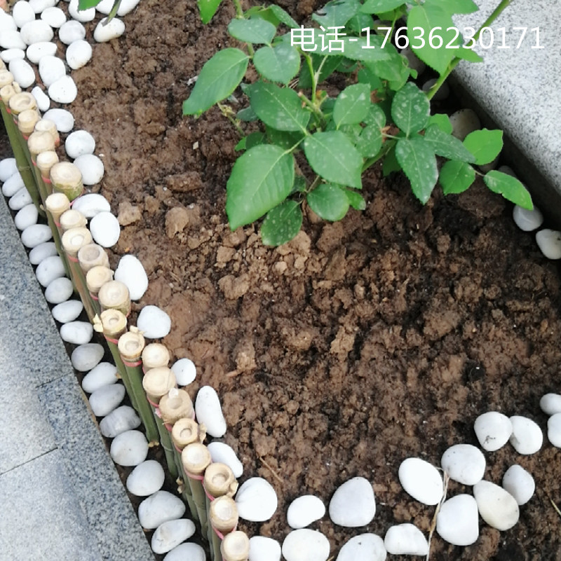 上海白色抛光鹅卵石庭院花园铺路铺地大小石头户外阳台造景雨花石