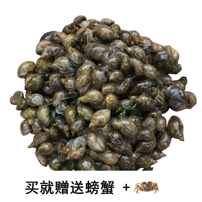 壳薄地图螺鱼缸强力除藻小乌龟活体饲料原生螺冷水螺水蜗牛包邮—听