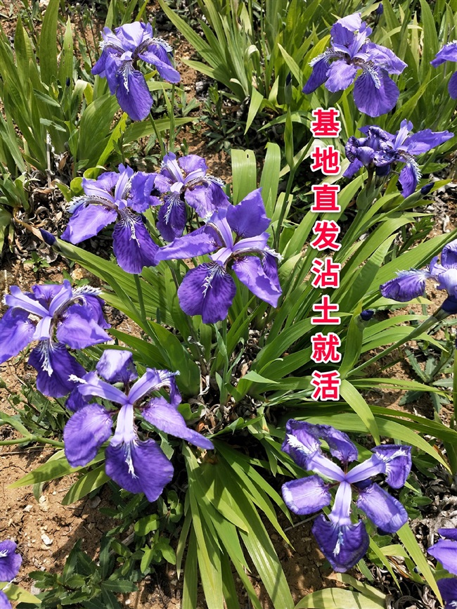 莺尾花苗蝴蝶兰苗紫色兰色开花像蝴蝶的花苗地栽鸢尾花苗包邮包活