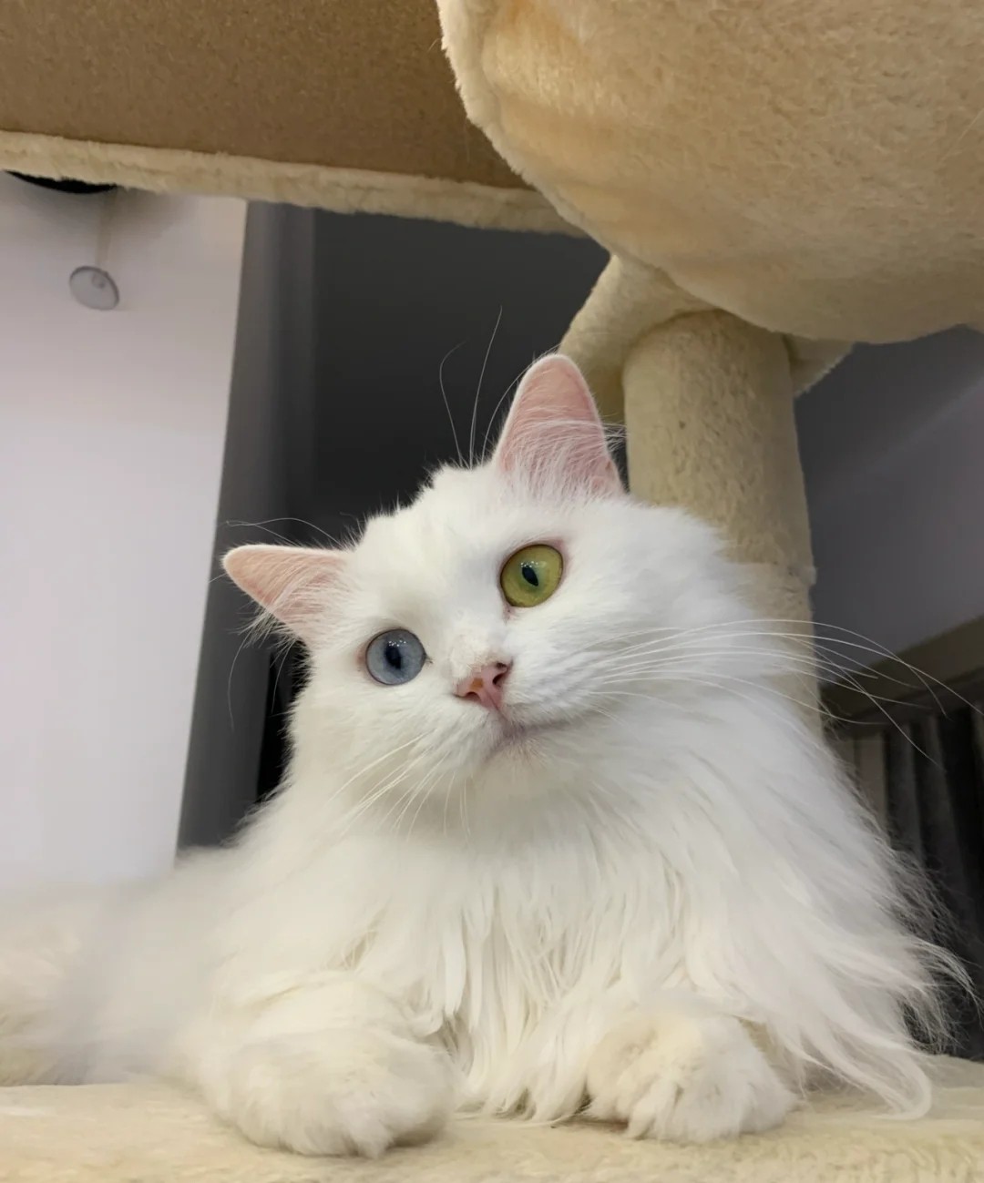 山东临清狮子猫异瞳幼崽三花狮子猫鸳鸯眼幼猫长毛猫幼崽纯白蓝眼