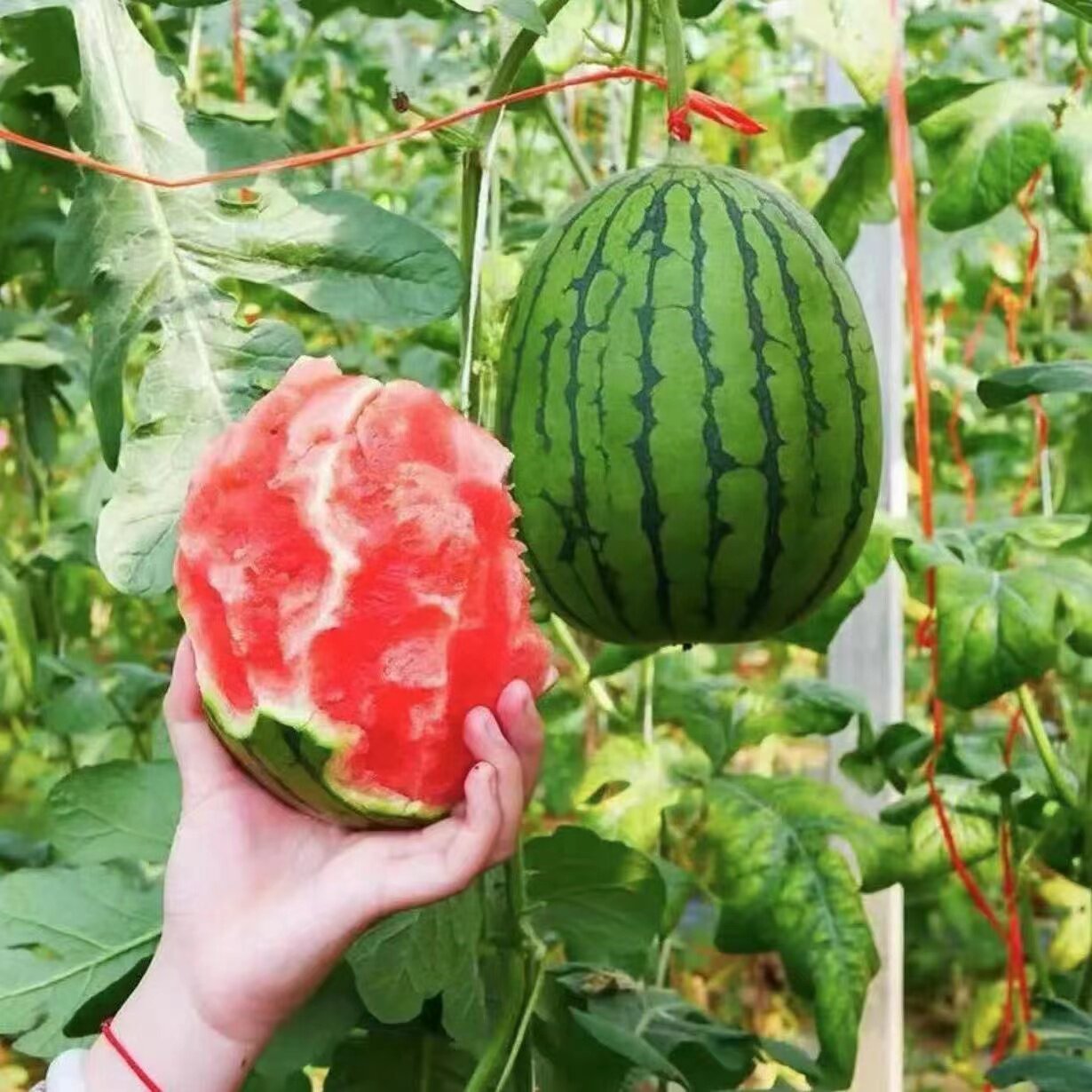 手剥西瓜【抖音爆款】万人团价!产地直供