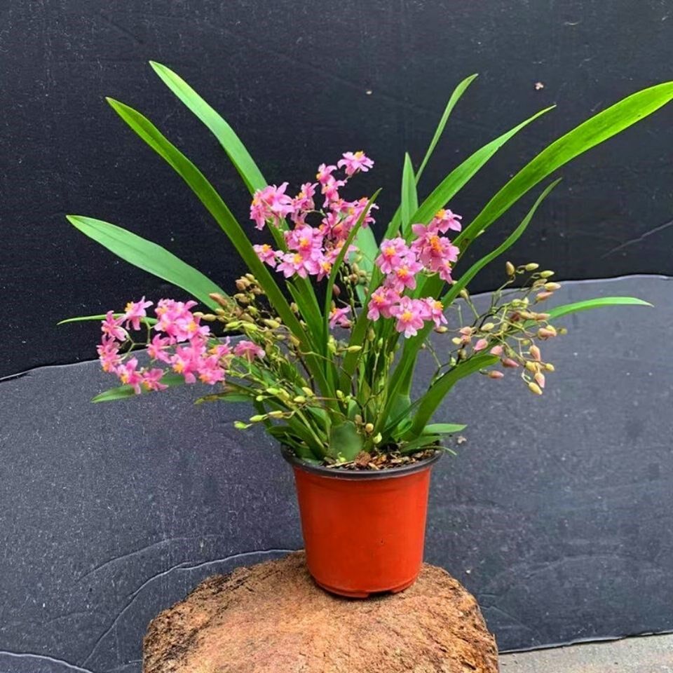 文心兰盆栽带花苞跳舞梦香兰奶油香水味室内绿植物花卉君子兰花苗