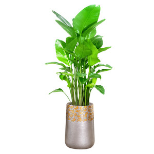 养的花真盆栽植物图片