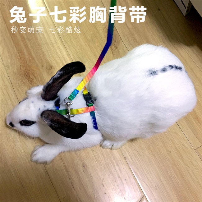 兔子的牵引绳图片
